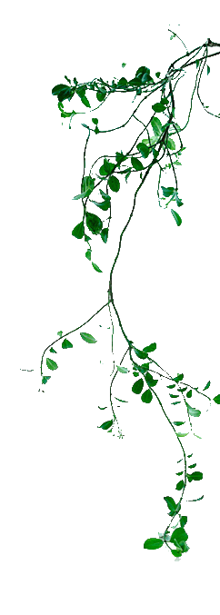 植物の画像